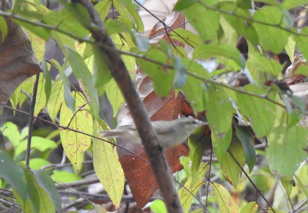 Blyth's Reed Warbler - ML509939941