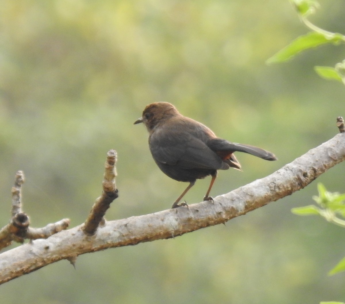 Indian Robin - ML509940021