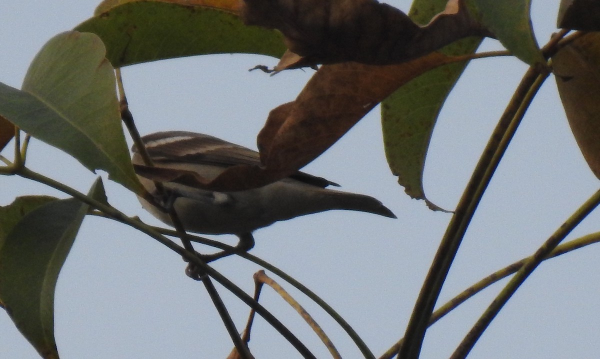 Yellow-throated Sparrow - ML509940151