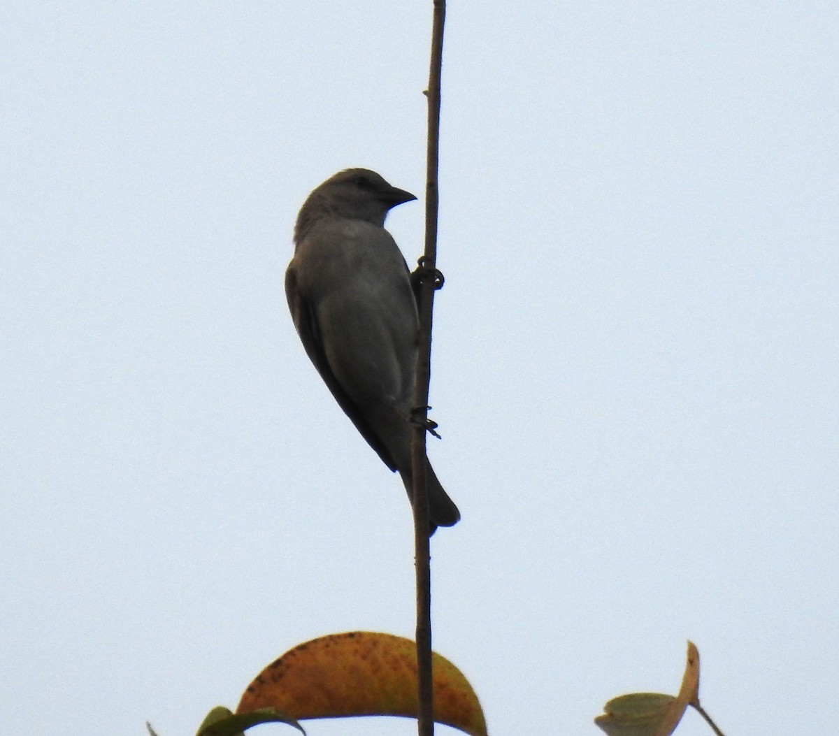 Yellow-throated Sparrow - ML509940161