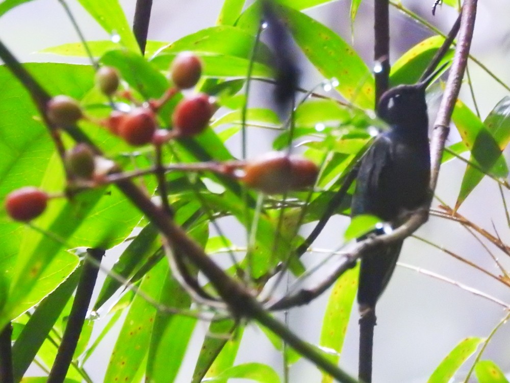 Violet-headed Hummingbird - Fernando Nunes