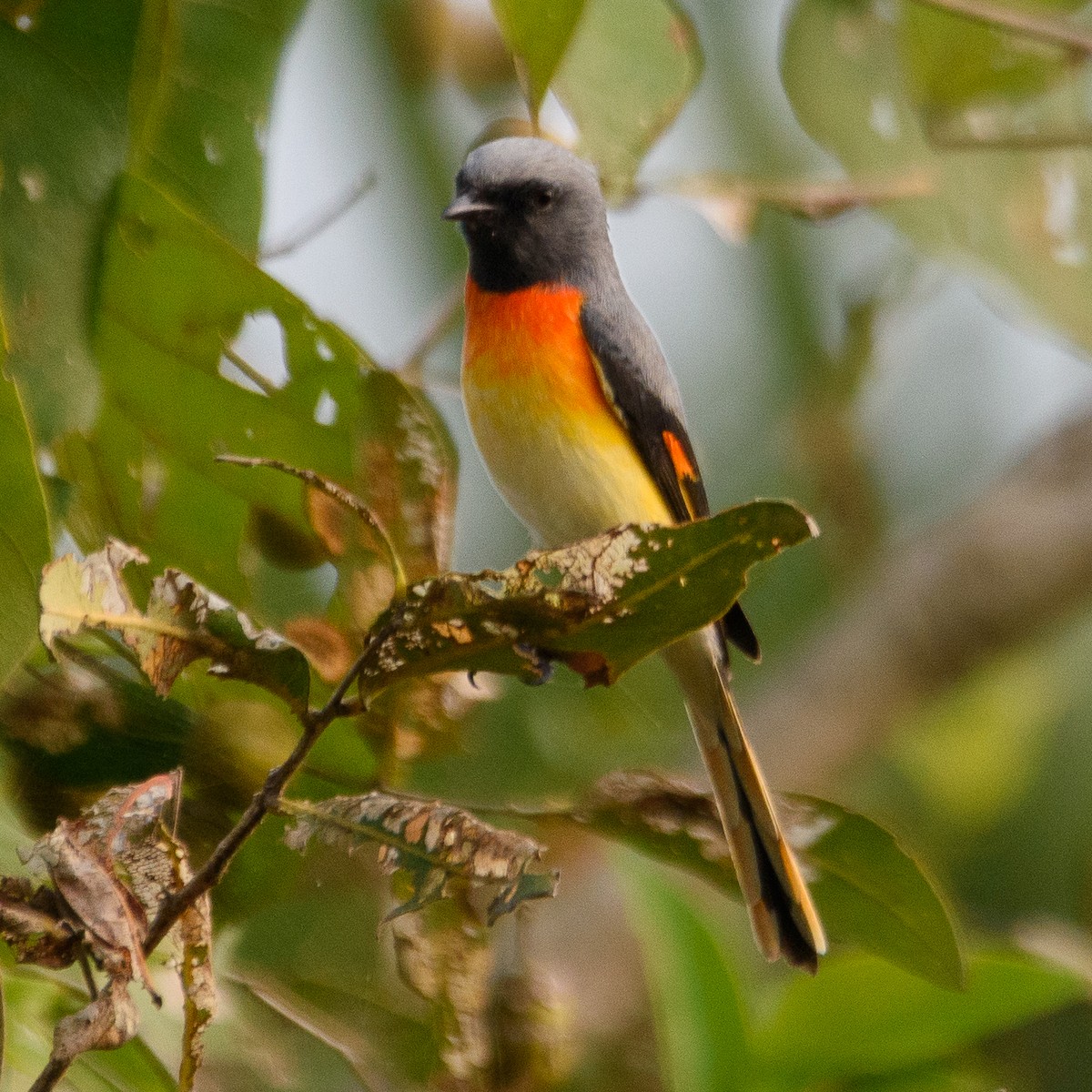 Minivet oranor - ML509944281