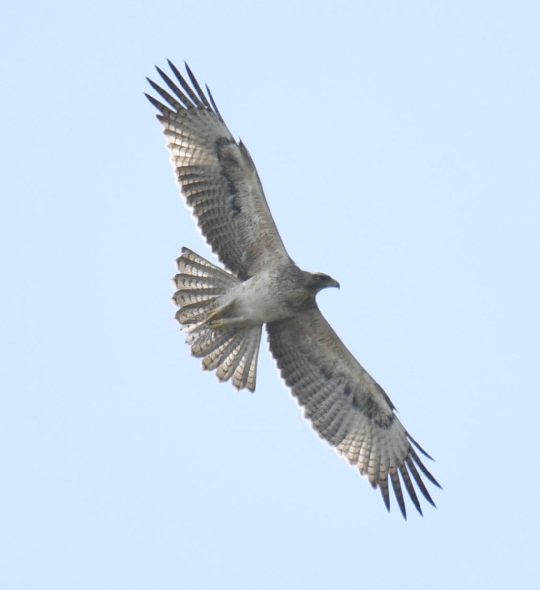 Bonelli's Eagle - ML509944491