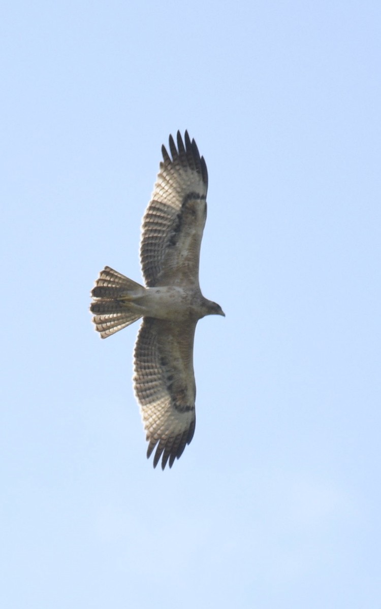 Bonelli's Eagle - Mahendra Hegde