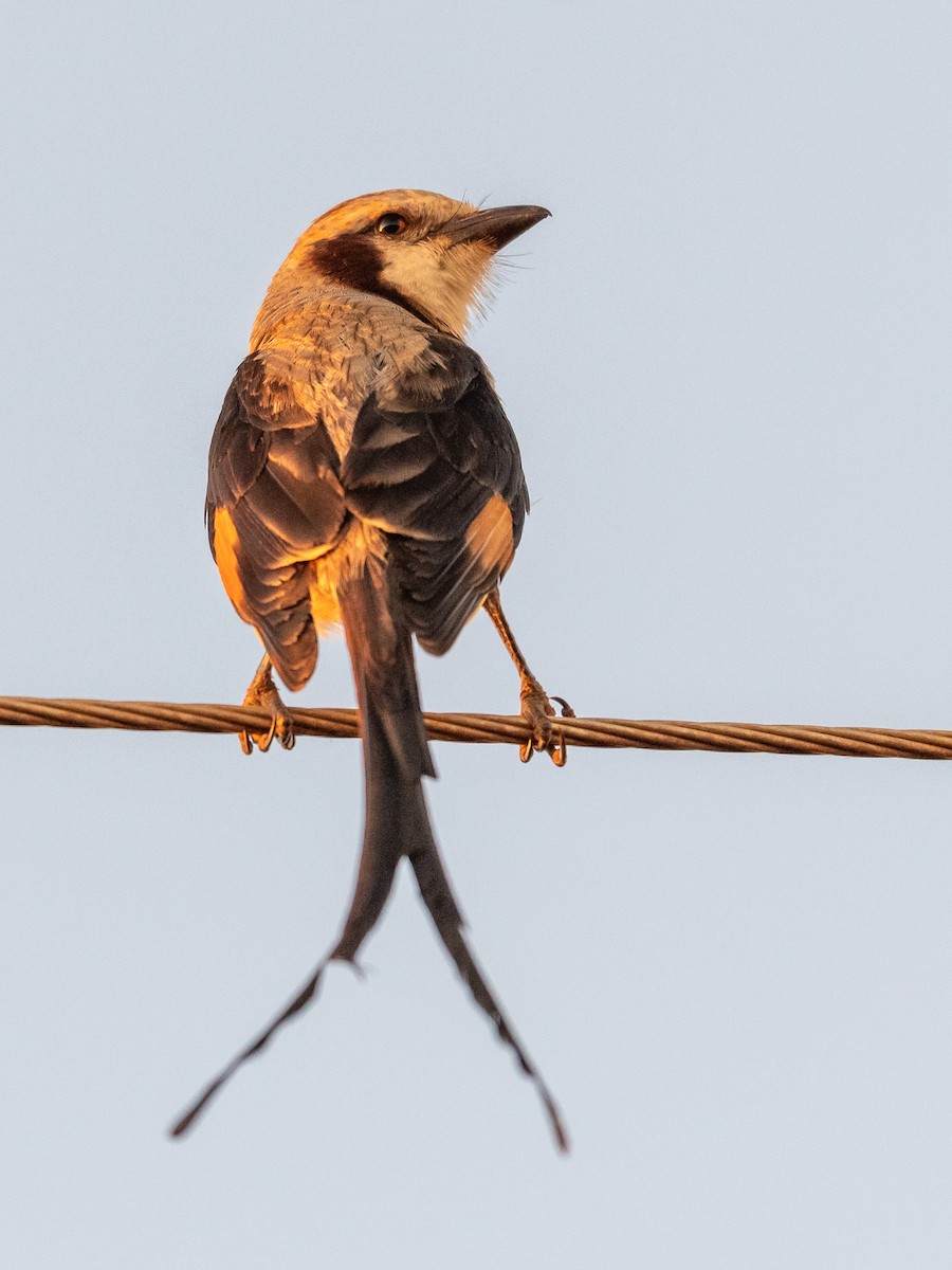 Streamer-tailed Tyrant - Jean-Louis  Carlo