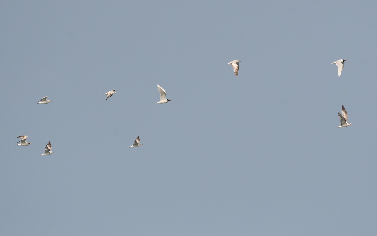 Mediterranean Gull - ML509948231