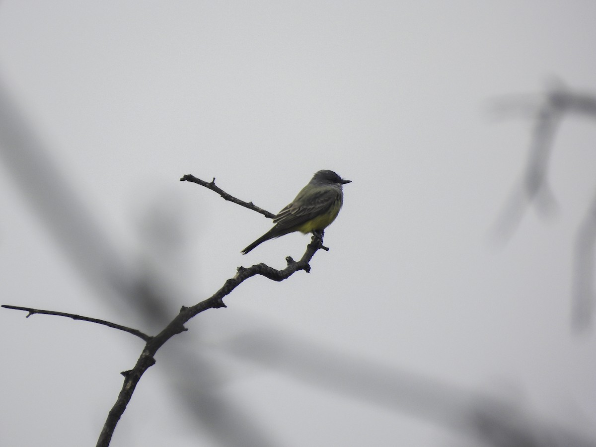 Cassin's Kingbird - Astrid Taen