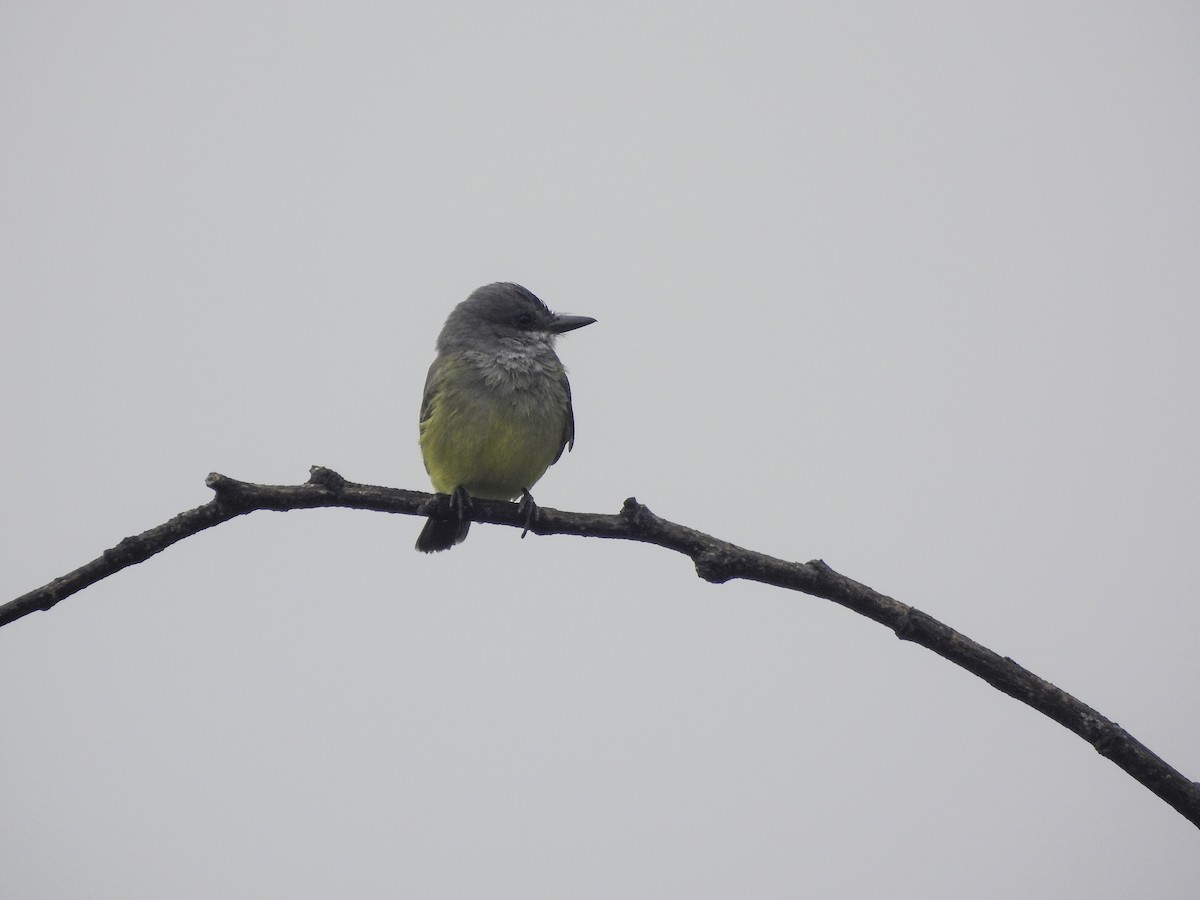 Cassin's Kingbird - ML509948281