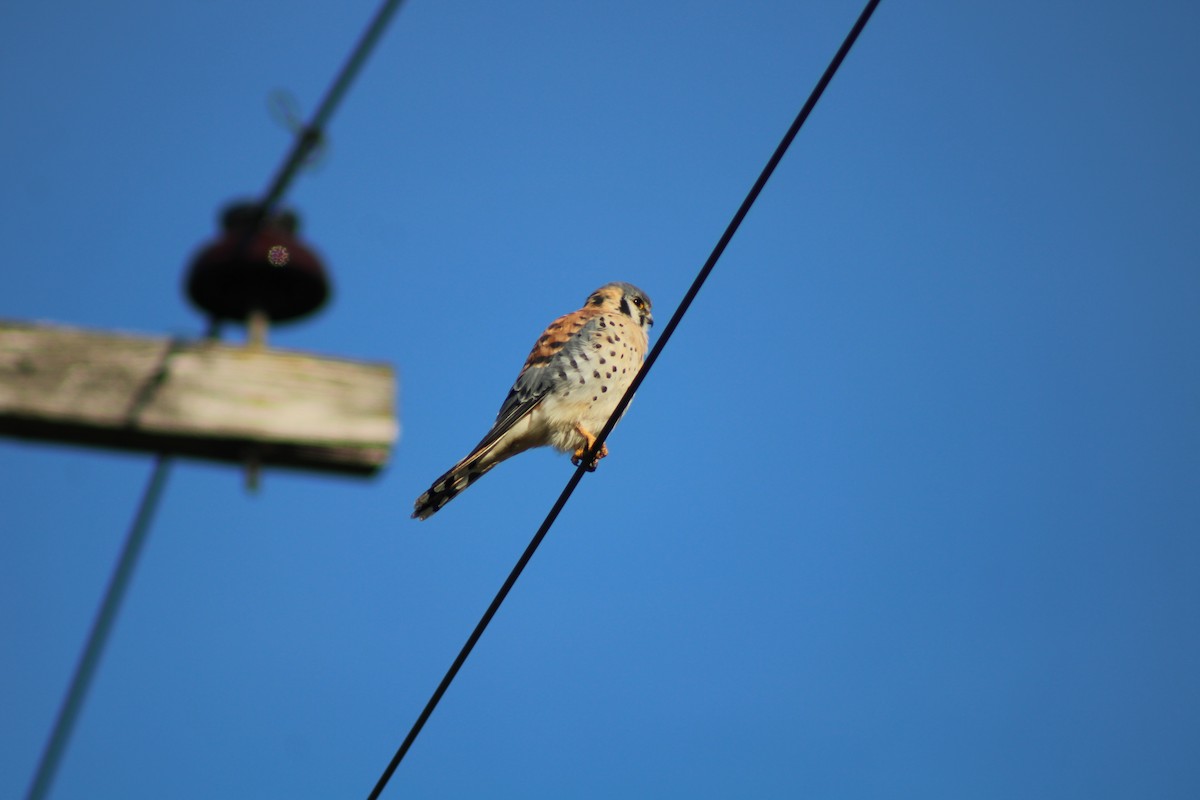 American Kestrel - Gailen Wilbrink