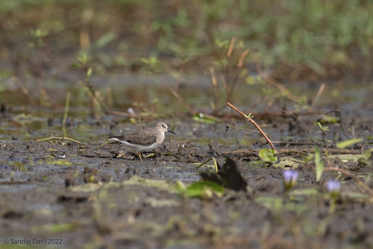 Temminck's Stint - ML509950251