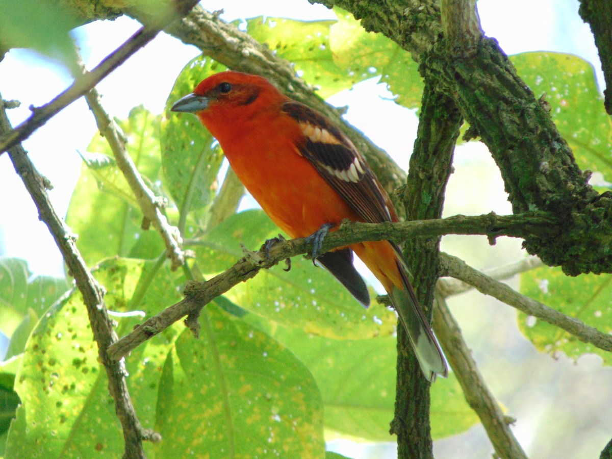 Flame-colored Tanager - ML509950391