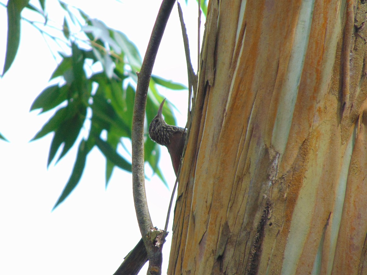 Streak-headed Woodcreeper - ML509950971