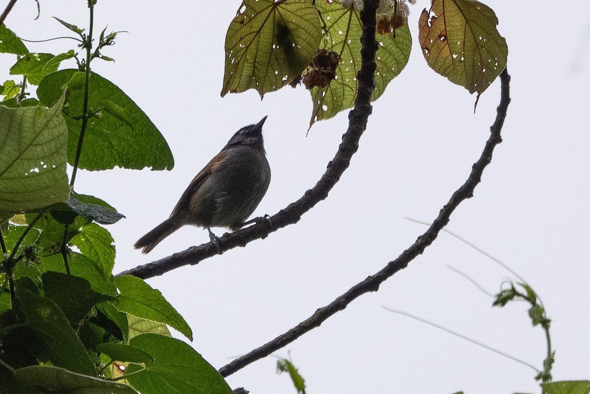 Rwenzori Hill Babbler - ML509952911