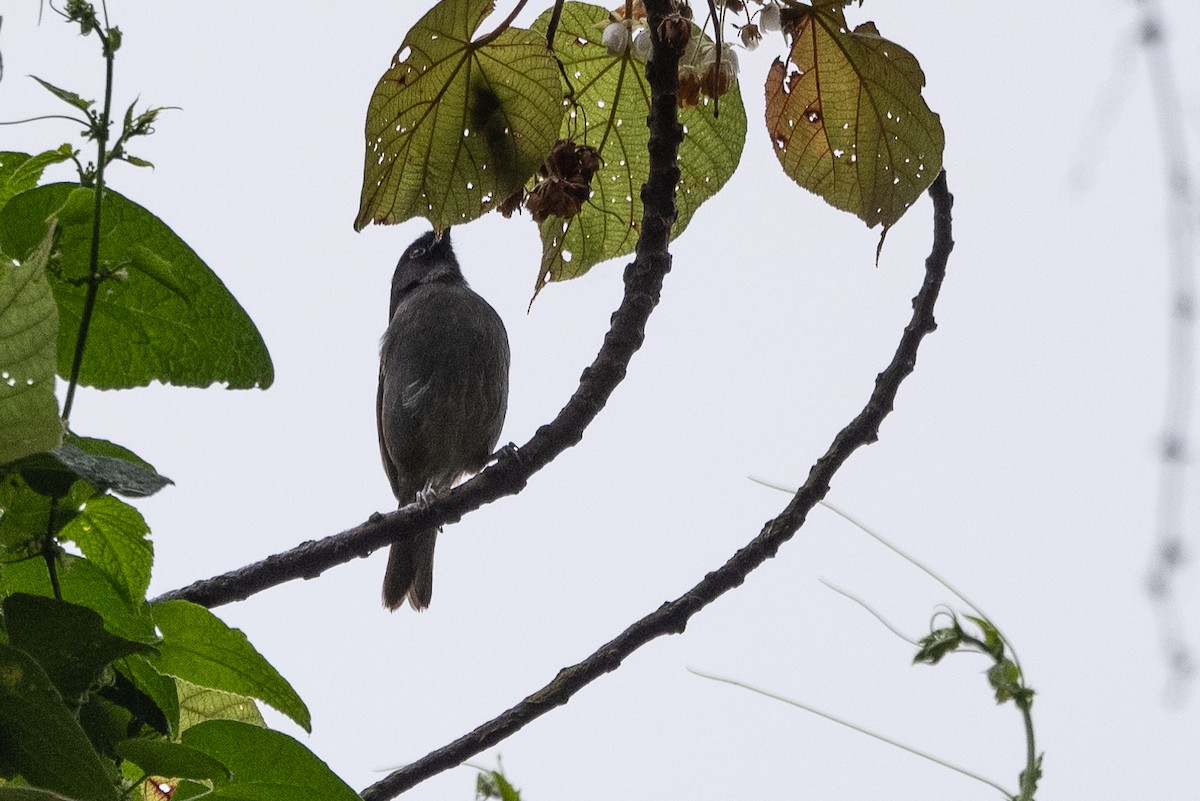 Rwenzori Hill Babbler - ML509952921