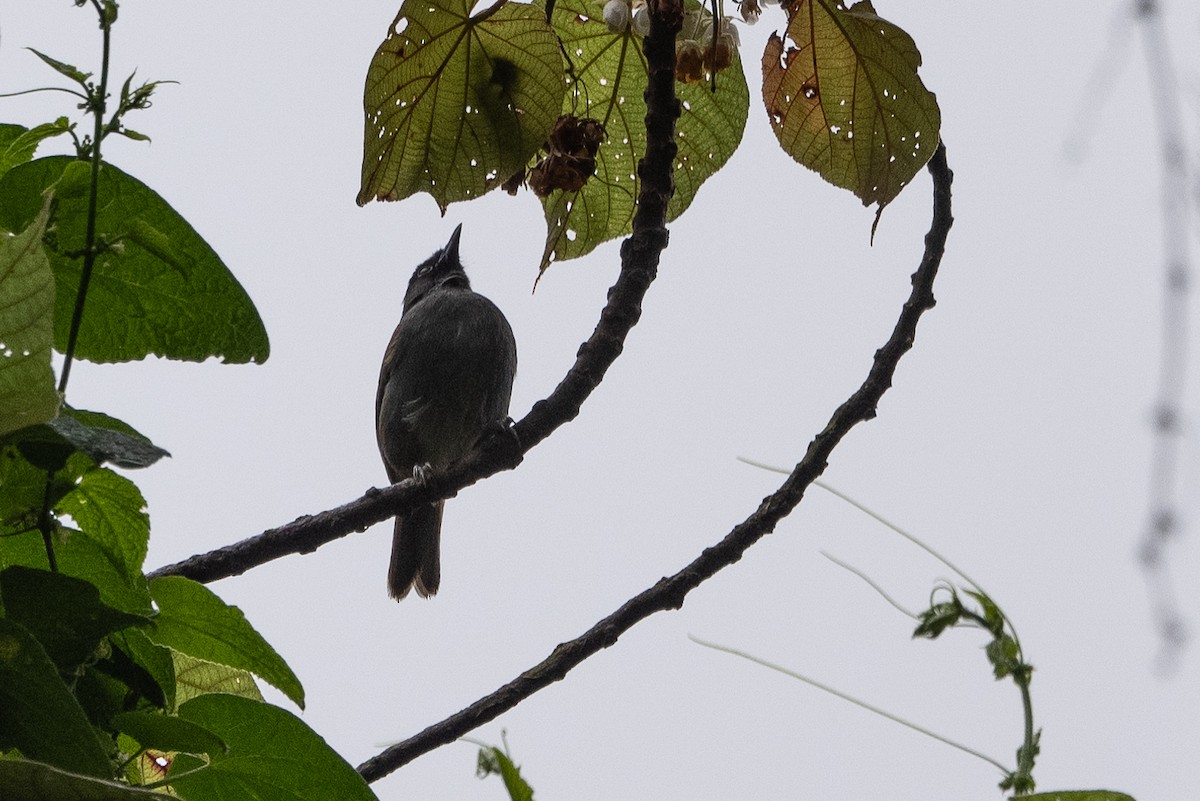 Rwenzori Hill Babbler - ML509952931