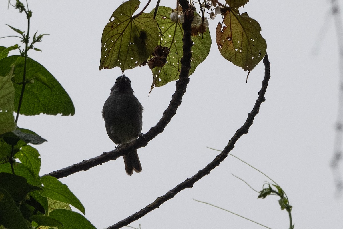 Rwenzori Hill Babbler - ML509952951