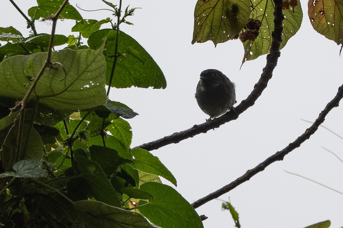 Rwenzori Hill Babbler - ML509952961