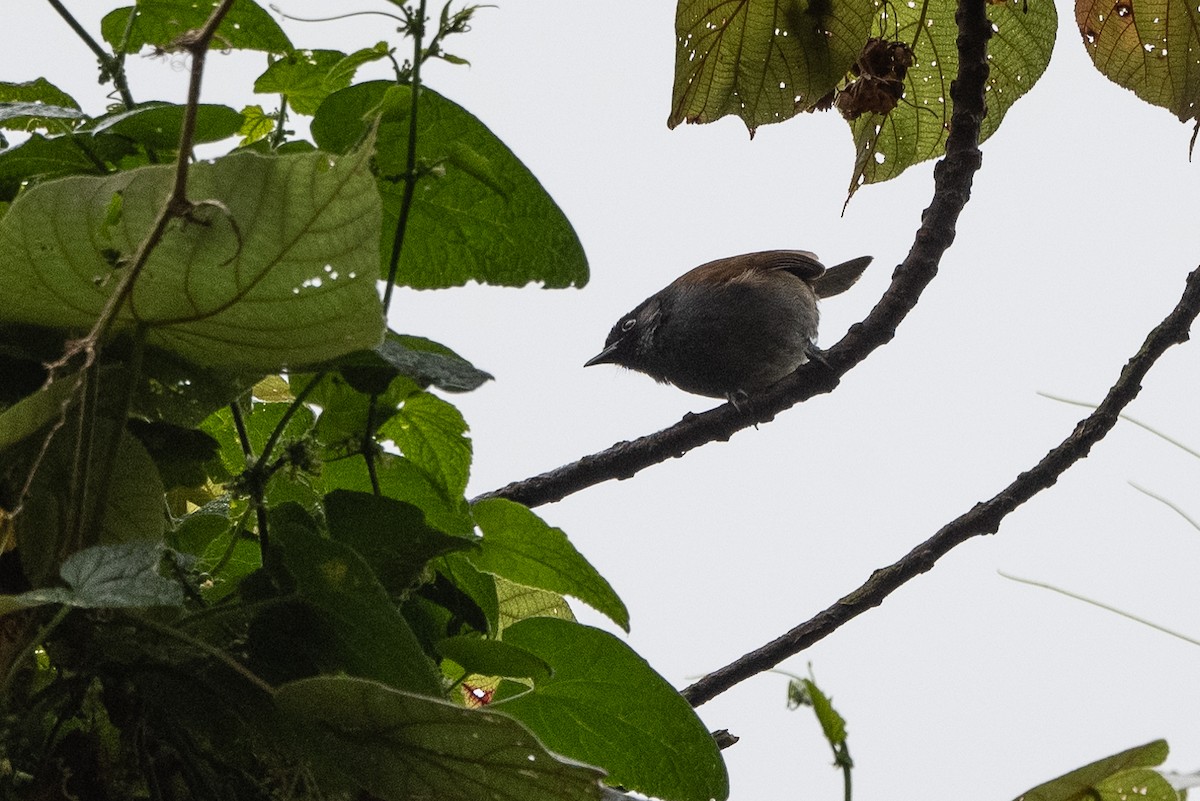 Rwenzori Hill Babbler - ML509952971