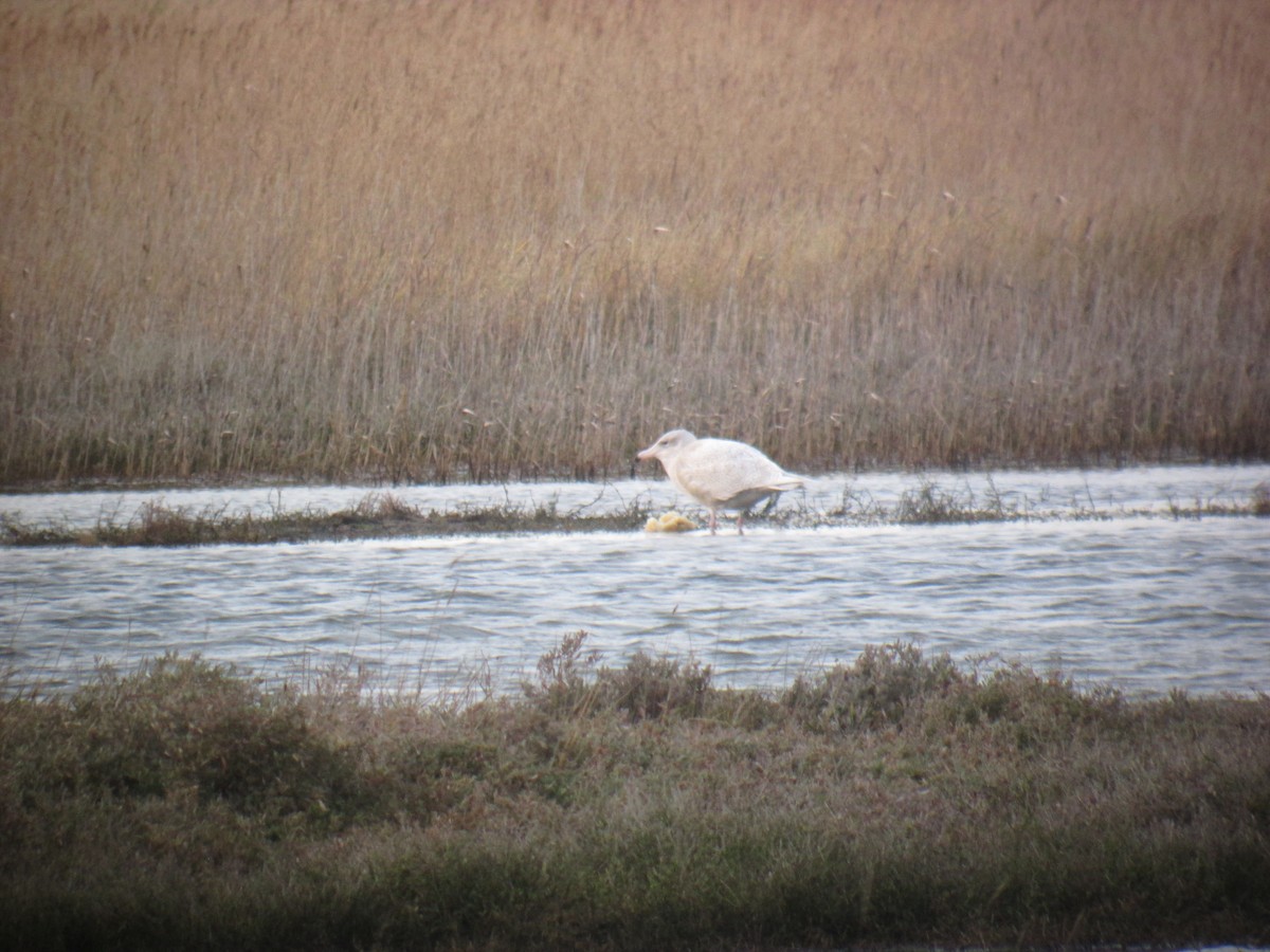 Glaucous Gull - Alex Glossop