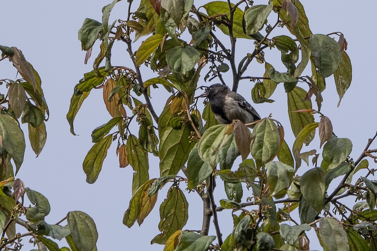 Stripe-breasted Tit - Stephen Davies