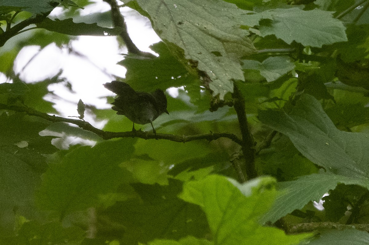 White-bellied Crested Flycatcher - ML509955101