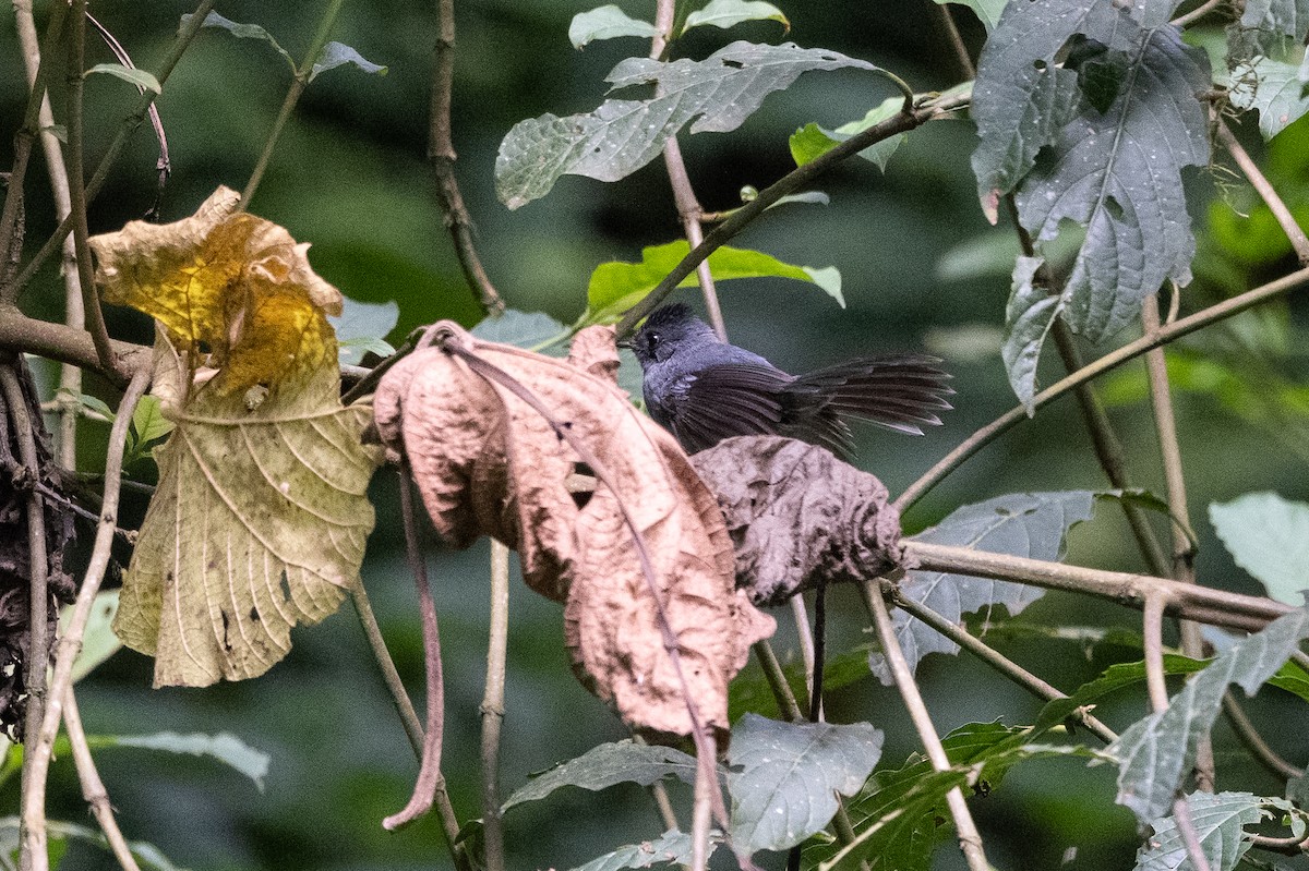 White-bellied Crested Flycatcher - Stephen Davies