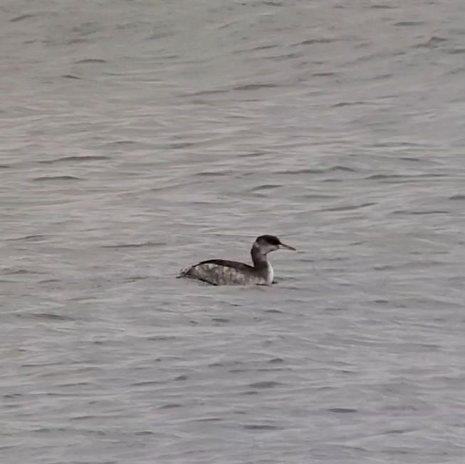 gråstrupedykker - ML509955721