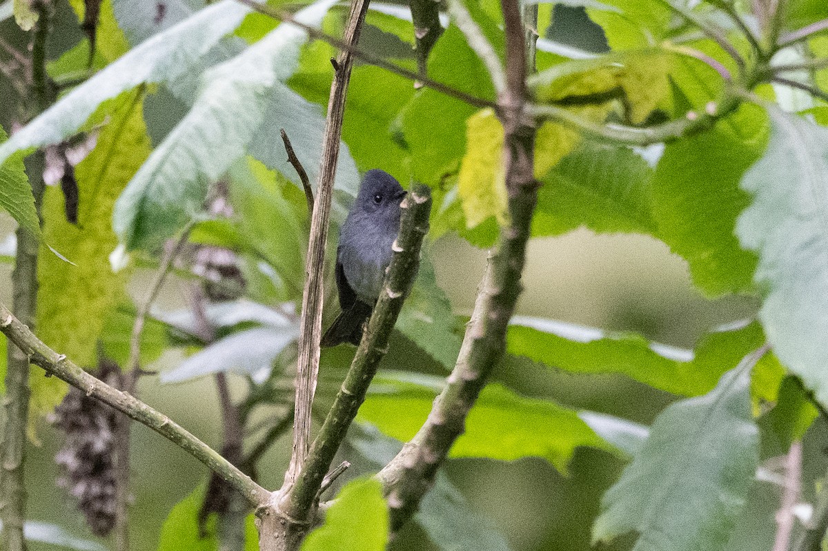 White-bellied Crested Flycatcher - ML509956011