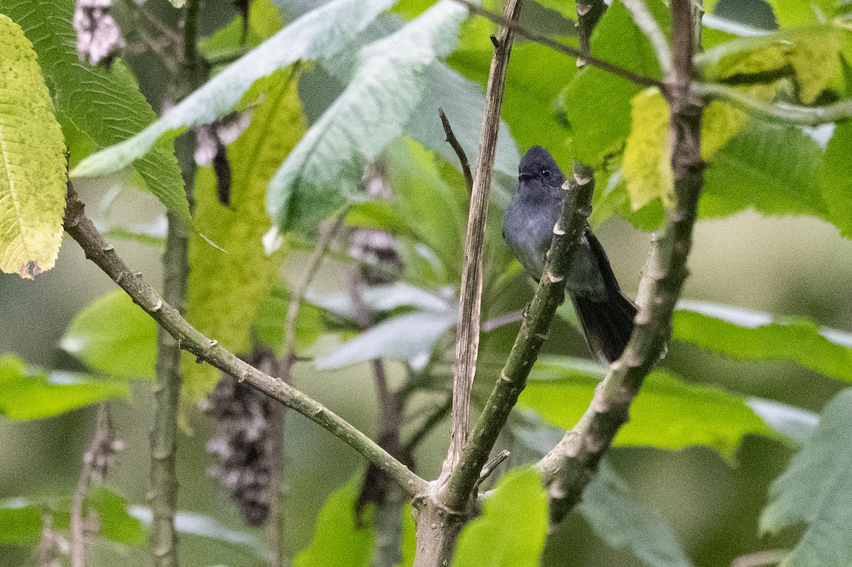 White-bellied Crested Flycatcher - ML509956021