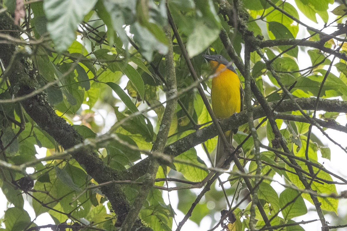 Lagden's Bushshrike - ML509956851