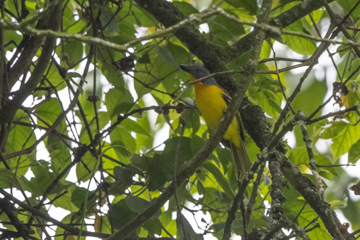 Lagden's Bushshrike - ML509956871