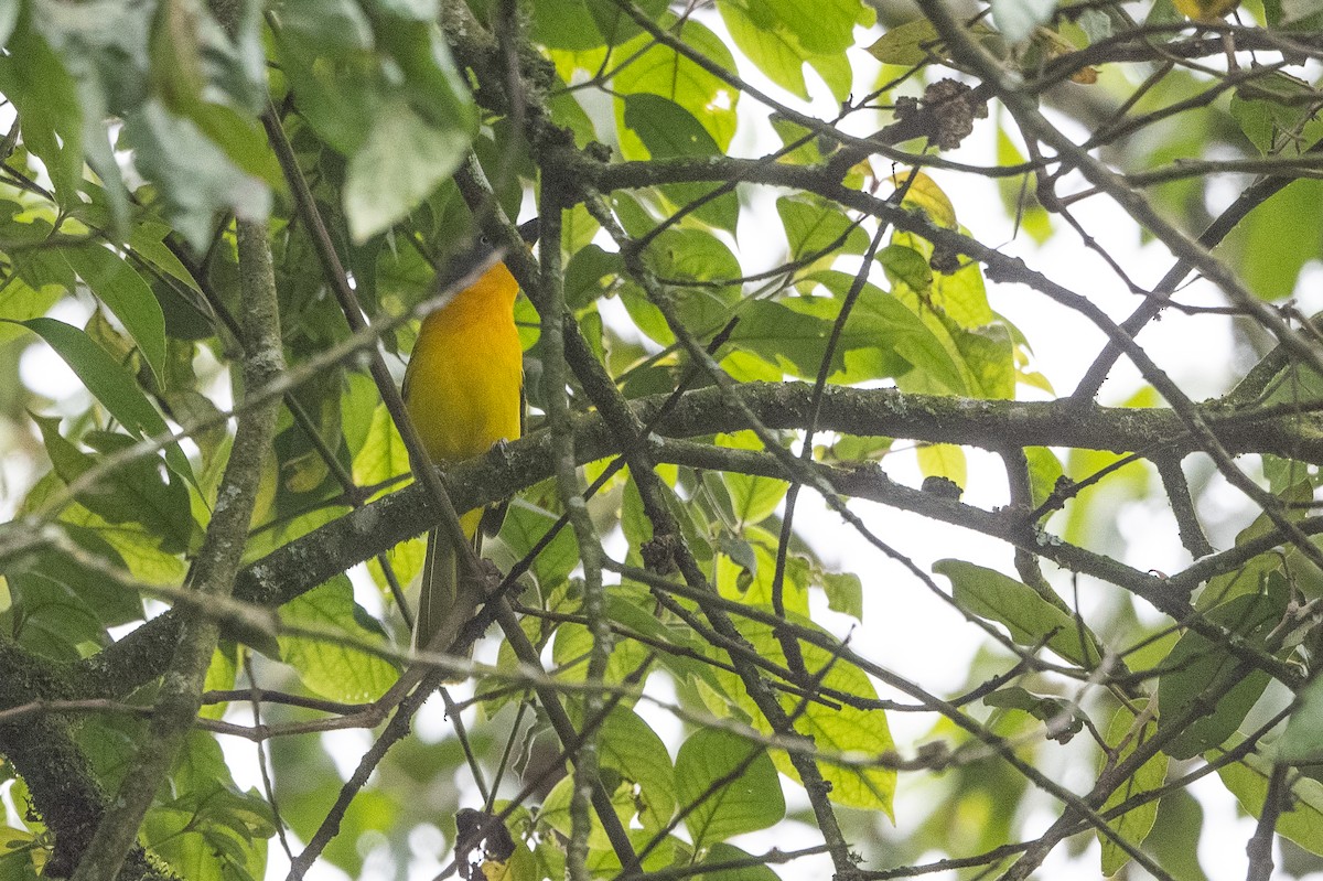 Lagden's Bushshrike - ML509956891