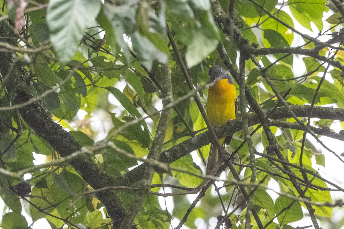 Lagden's Bushshrike - ML509956901