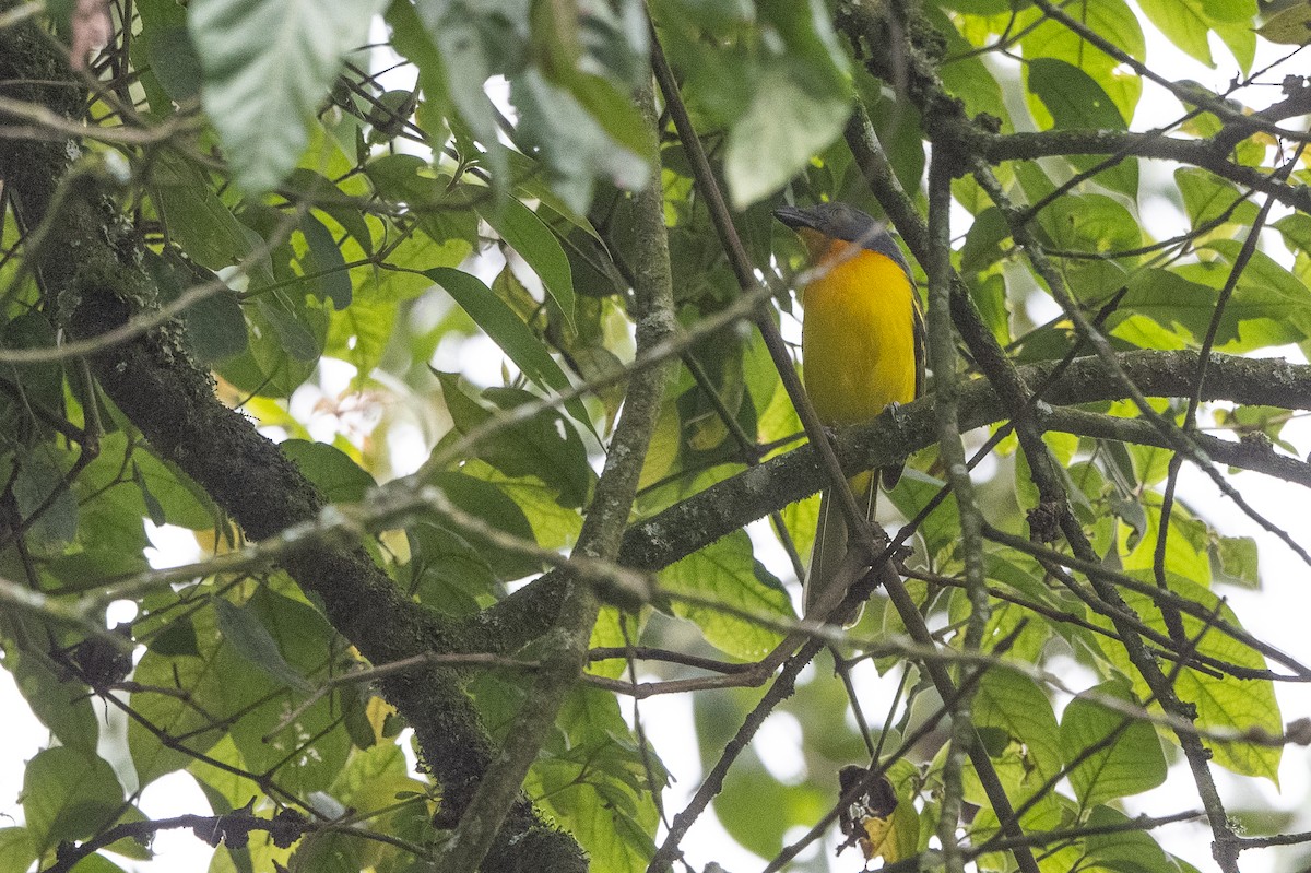 Lagden's Bushshrike - ML509956921