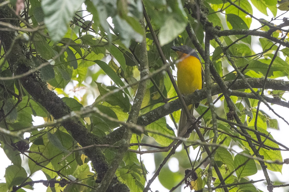 Lagden's Bushshrike - ML509956931