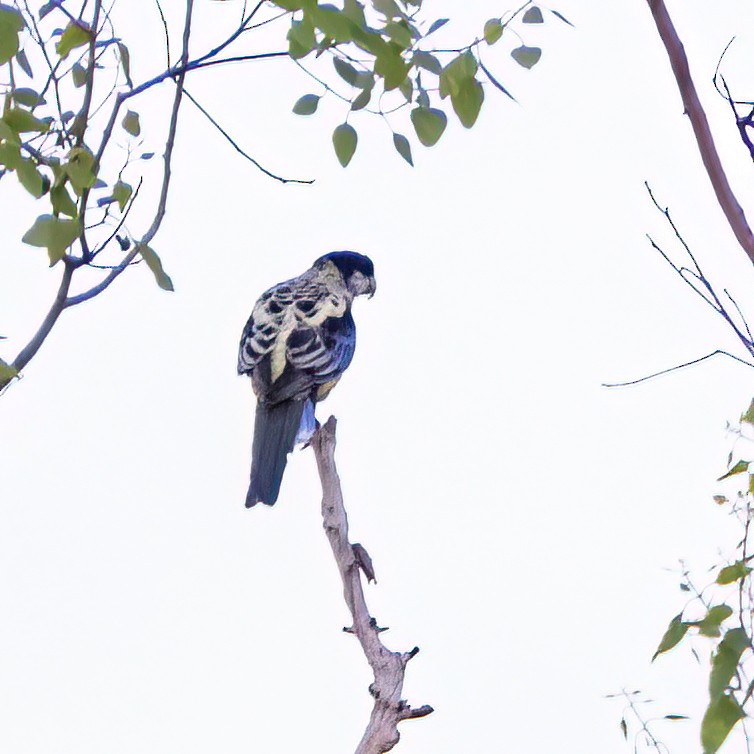 Northern Rosella - ML509957001