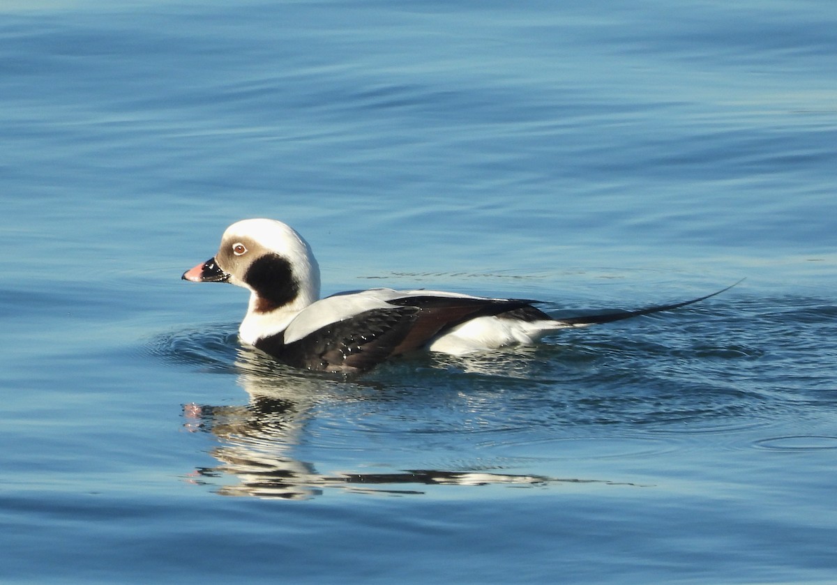 Long-tailed Duck - Xabi Varela