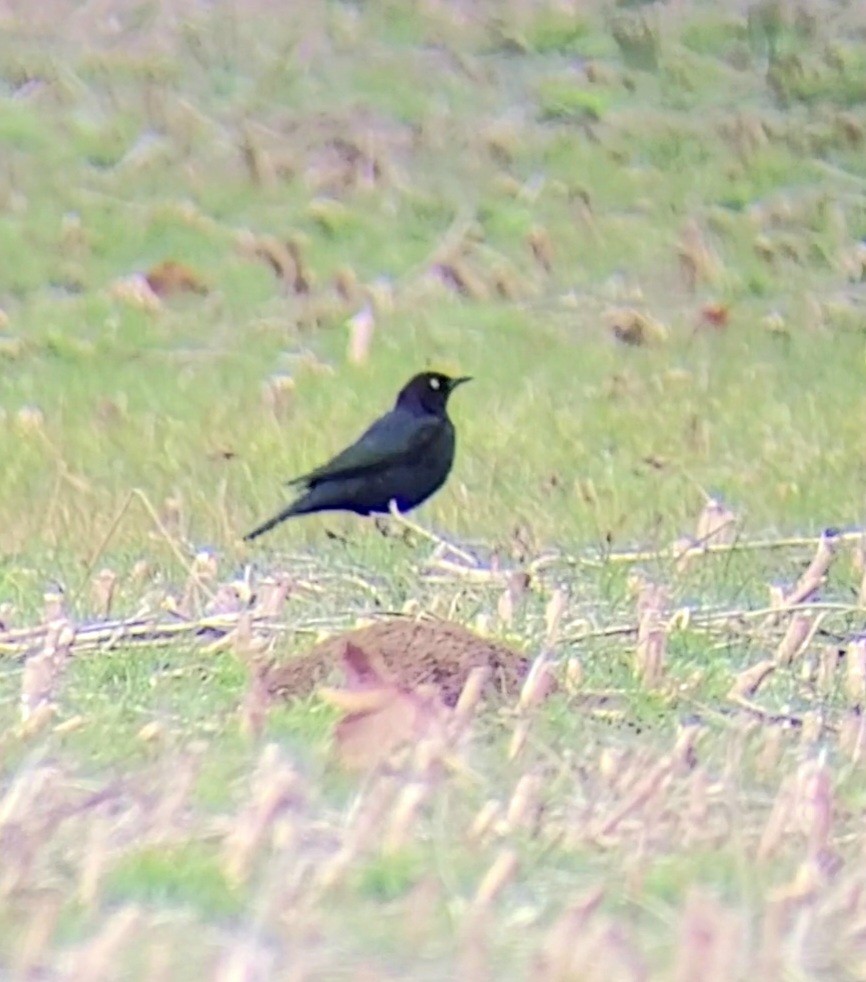 Brewer's Blackbird - ML509959351