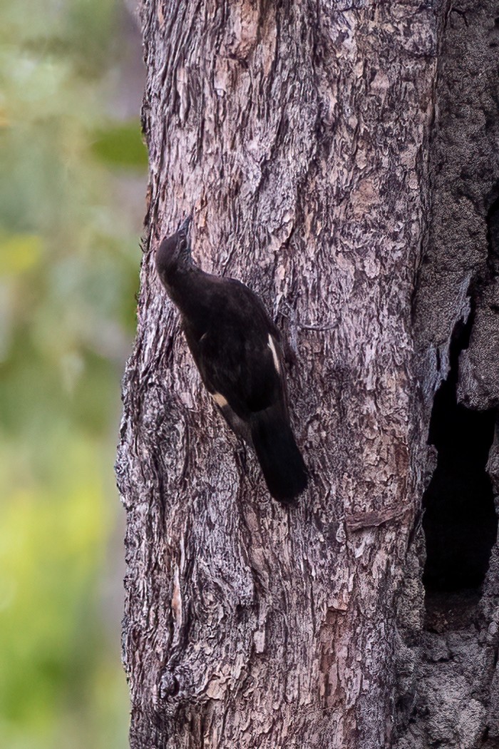 Black-tailed Treecreeper - ML509959361