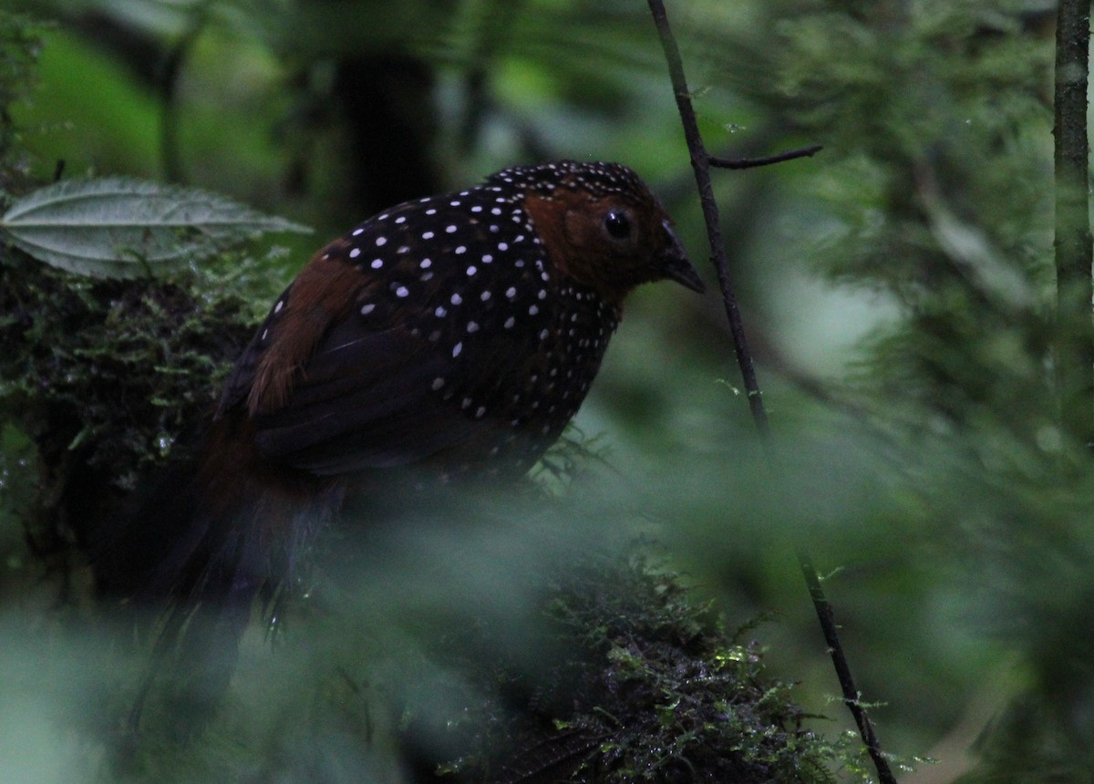 Ocellated Tapaculo - ML509959501
