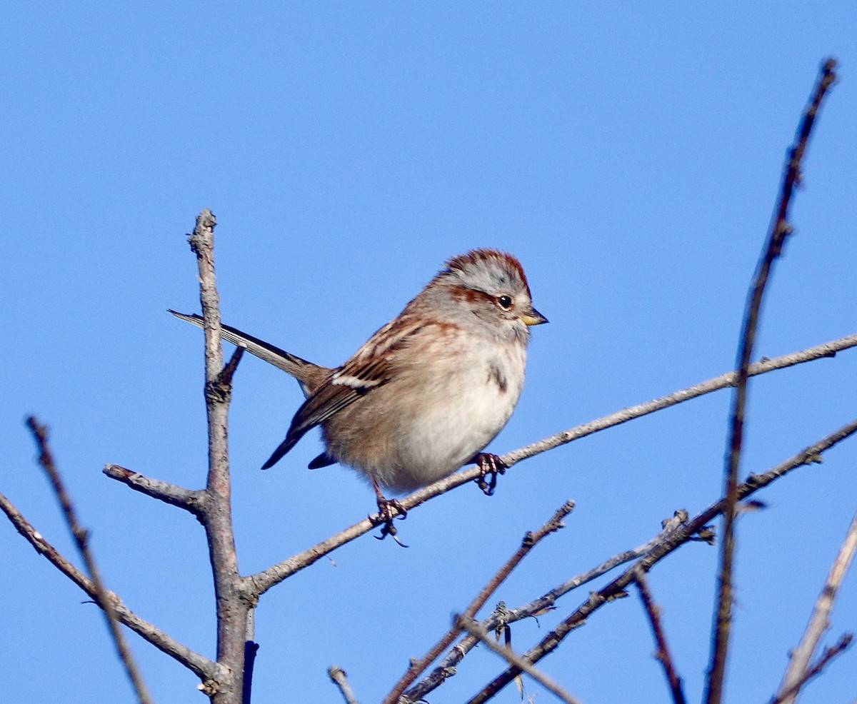 American Tree Sparrow - Jim Carroll