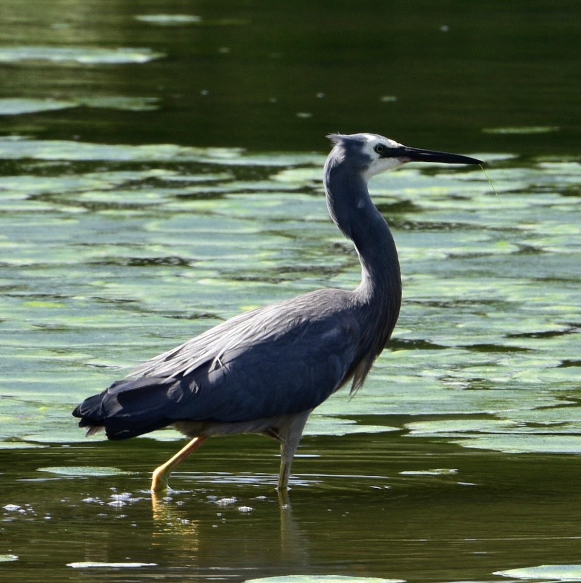 White-faced Heron - ML509962121