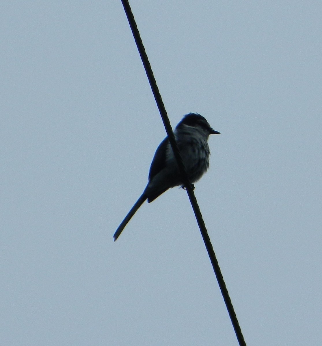 Minivet de las Ryukyu - ML50996311