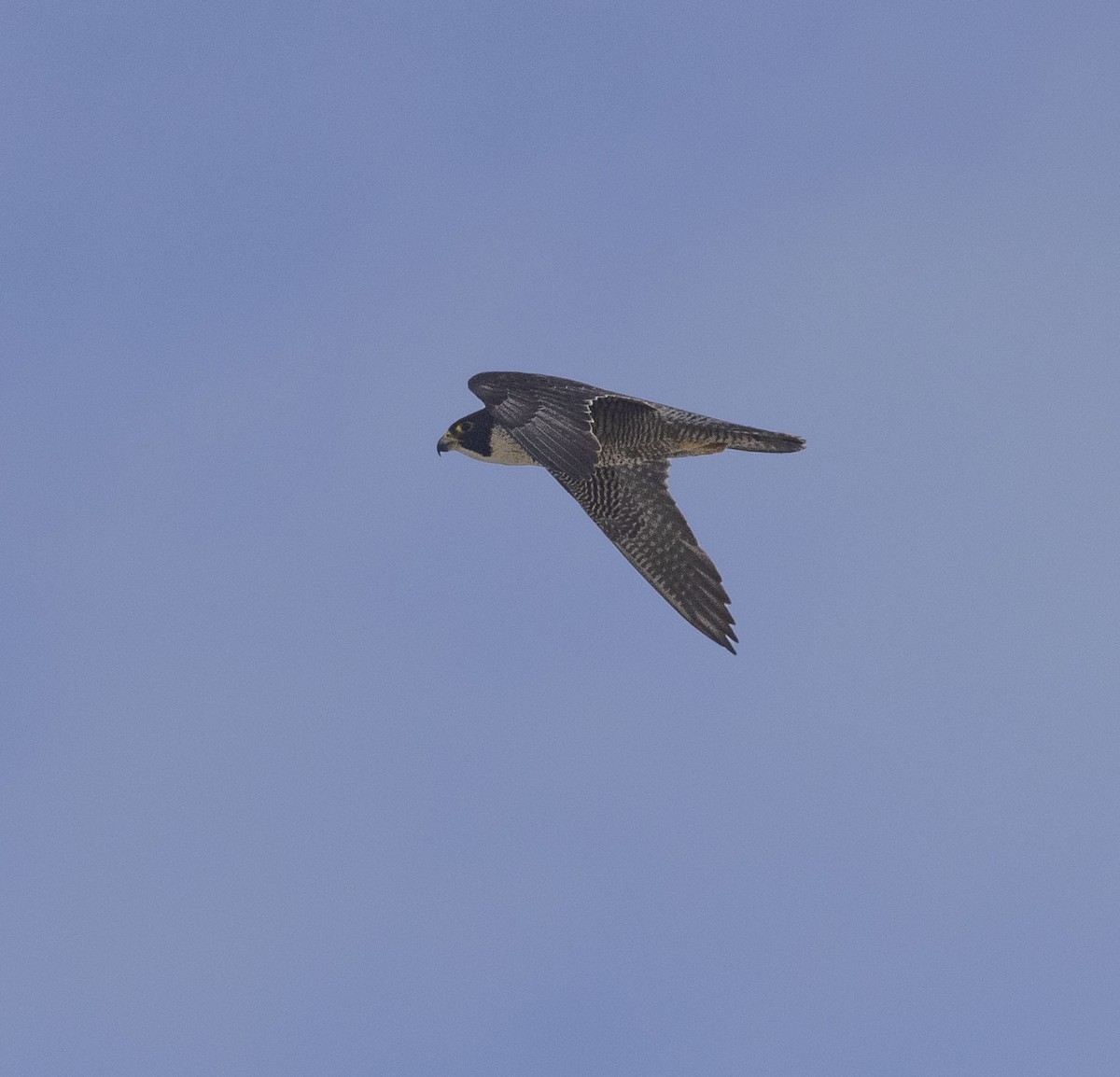 Peregrine Falcon (Australian) - ML509963431
