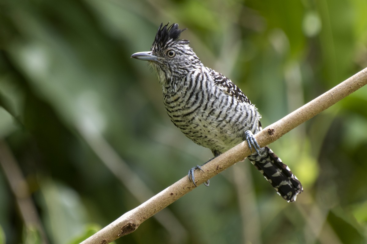 Batará Barrado (grupo doliatus) - ML509963651