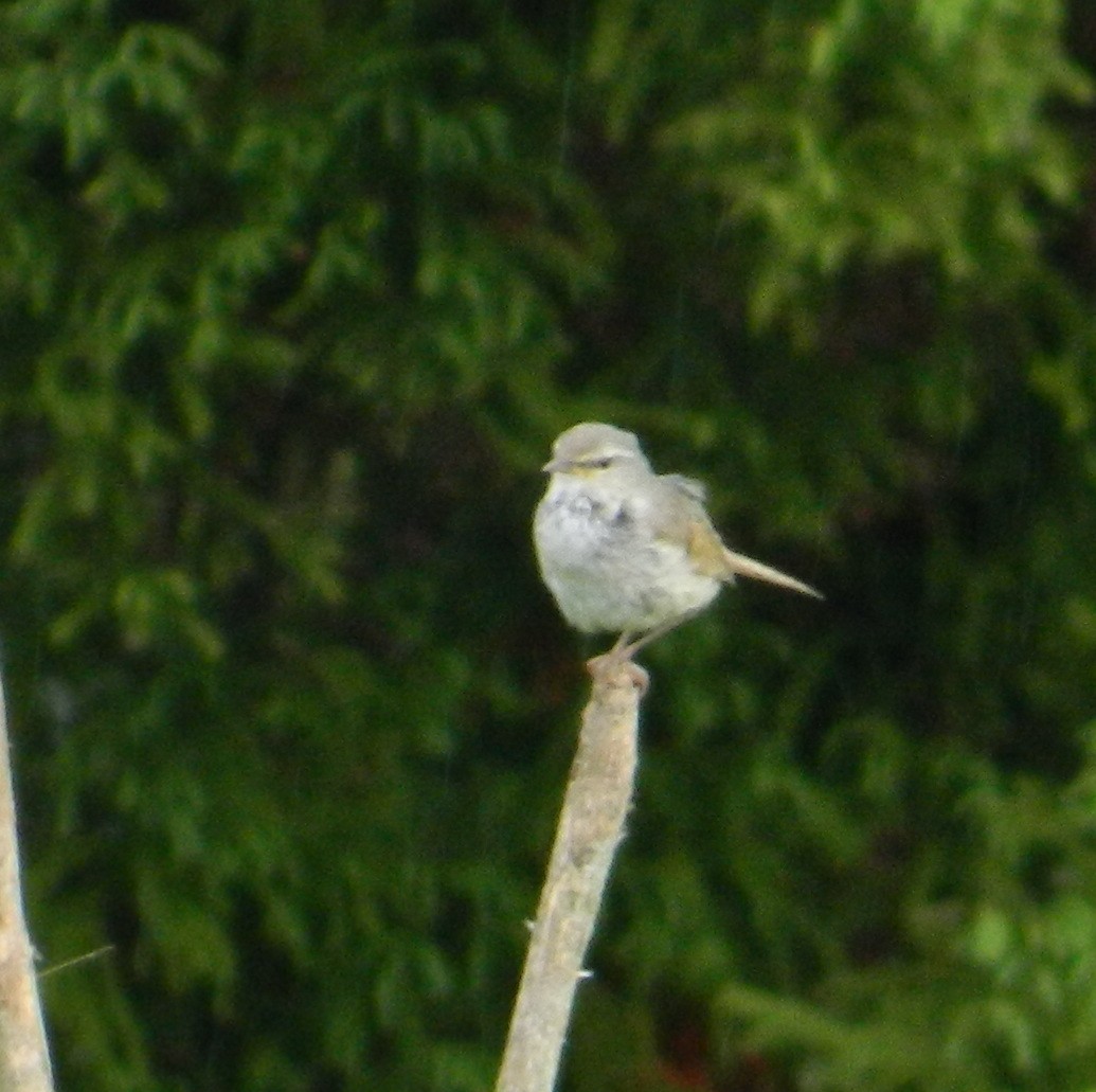 Japanese Bush Warbler - ML50996381