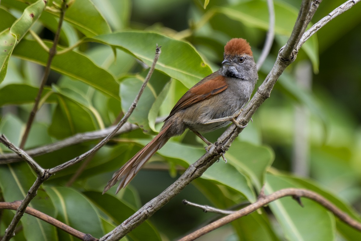Sooty-fronted Spinetail - ML509964201