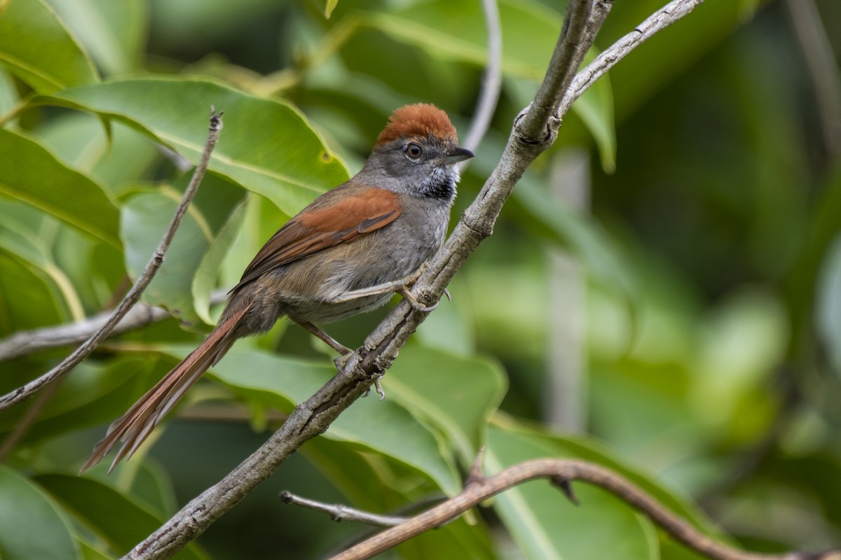 Sooty-fronted Spinetail - ML509964221