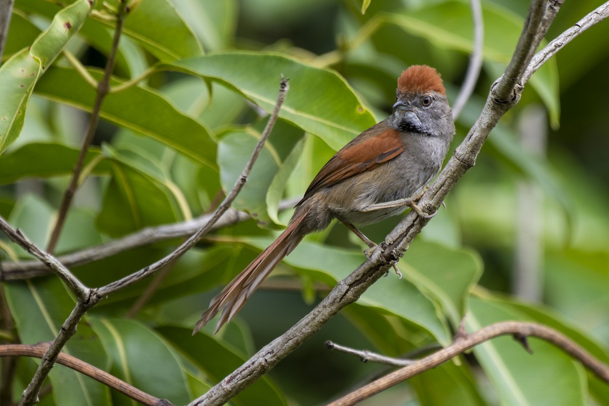 Sooty-fronted Spinetail - ML509964231