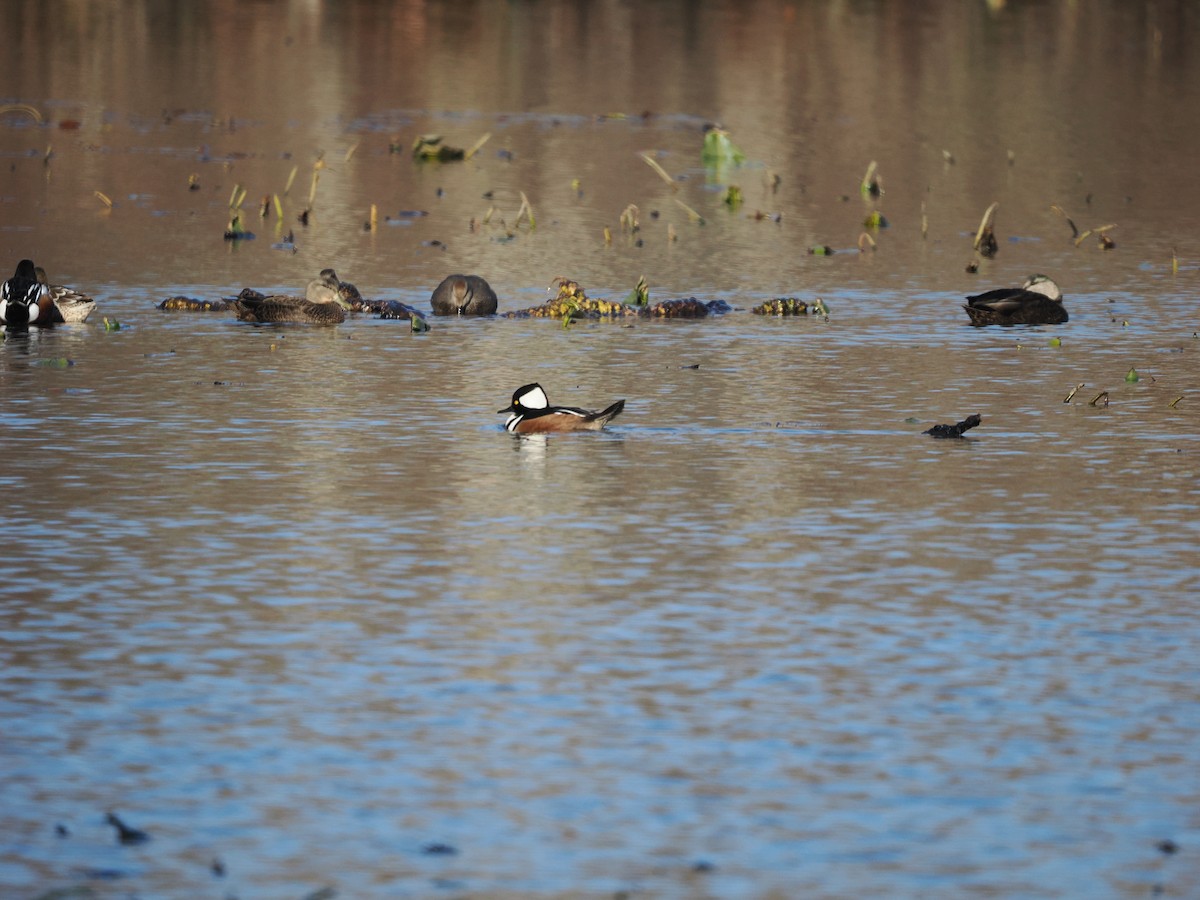 Hooded Merganser - ML509966941